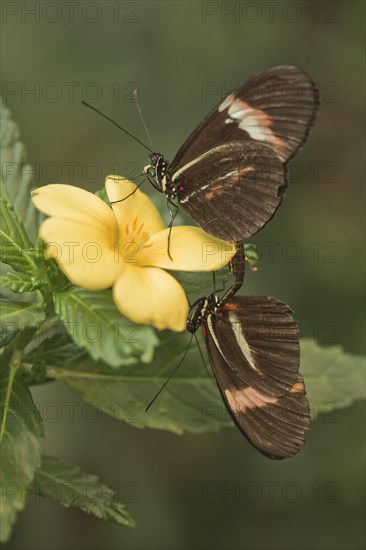 Postman butterfly