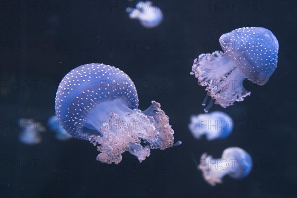 Australian spotted jellyfish