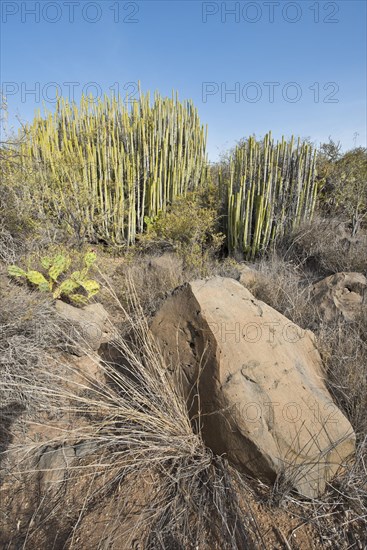 Canary island spurge