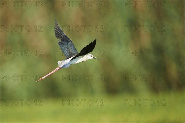 Black-winged stilt