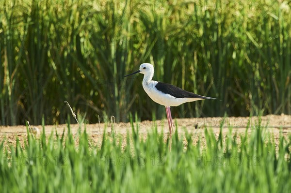 Black-winged stilt