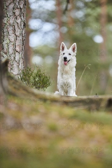 White Swiss Shepherd Dog