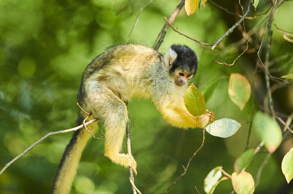 Common squirrel monkey