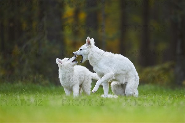 White Swiss Shepherd Dog