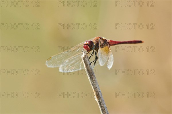 Red-veined darter