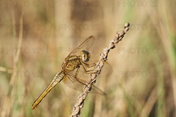 Red-veined darter