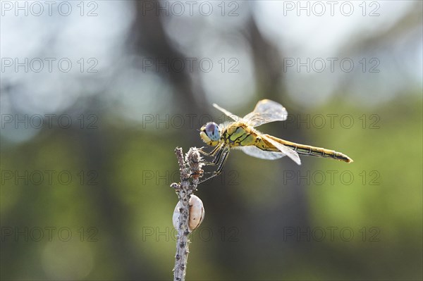 Red-veined darter