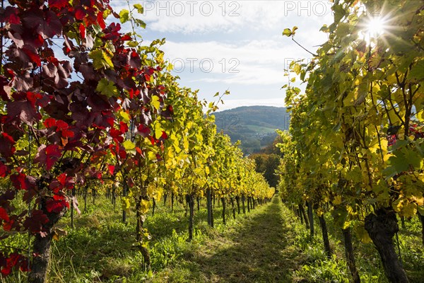 Vineyard in autumn