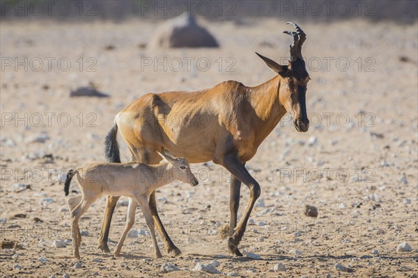 Red hartebeest