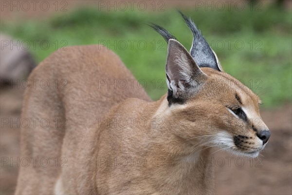 Caracal