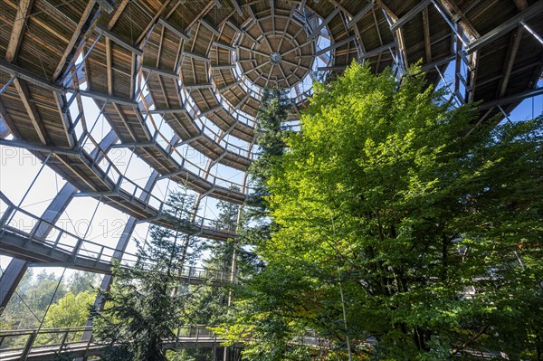 Treetop path