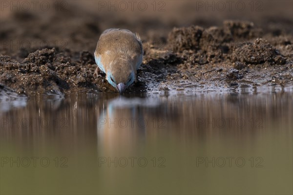 Blue waxbill