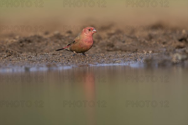 Red-billed firefinch