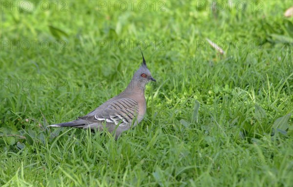 Crested pigeon