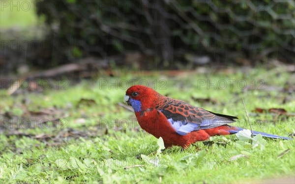 Crimson rosella