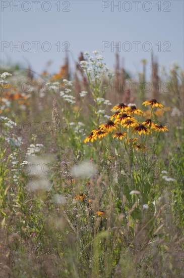 Flower meadow with cockleburs