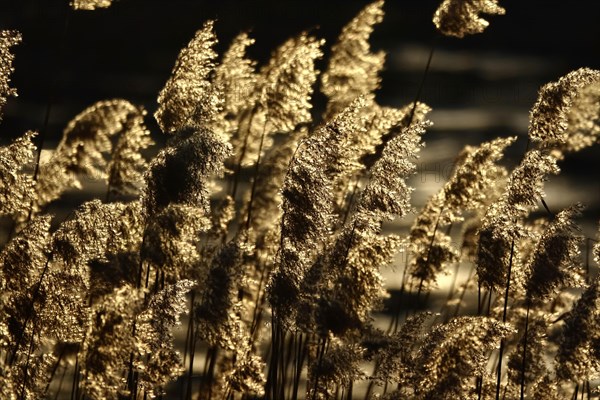 Grasses in the sunlight