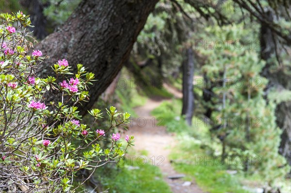 Rusty-leaved alpenrose