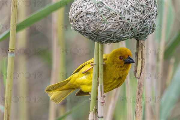 Eastern golden weaver