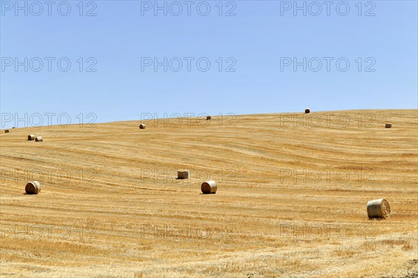 Harvested wheat field