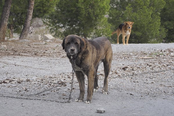 Massive brown dog on chain
