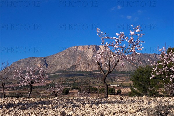 Almond trees in blossom