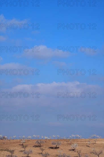 Heaven and earth with blooming white almond plantation