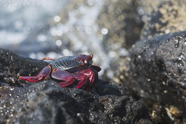 Red rock crab