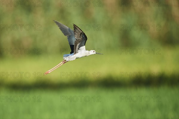 Black-winged stilt