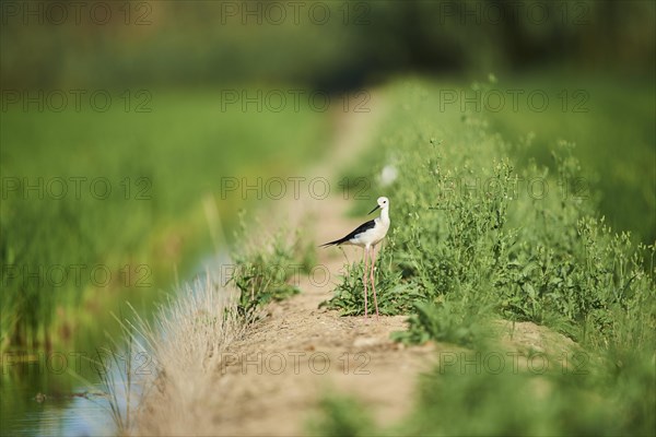 Black-winged stilt