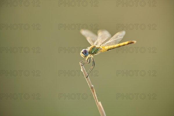 Red-veined darter