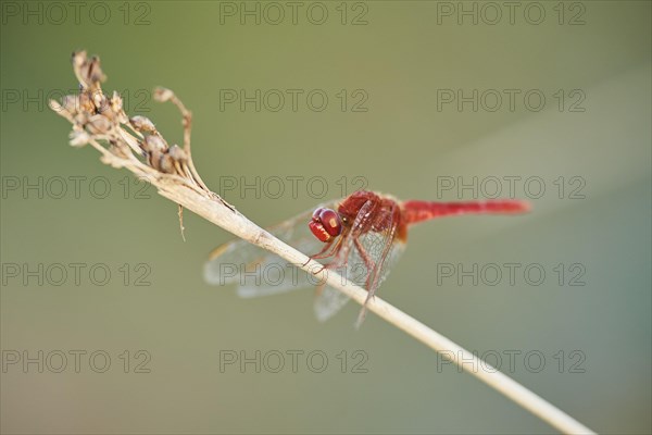 Red-veined darter