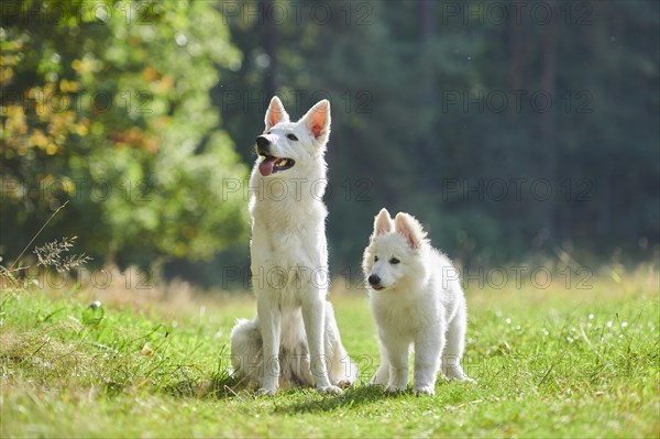 White Swiss Shepherd Dog