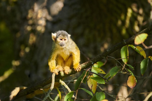 Common squirrel monkey