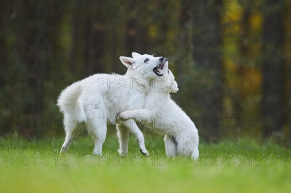 White Swiss Shepherd Dog