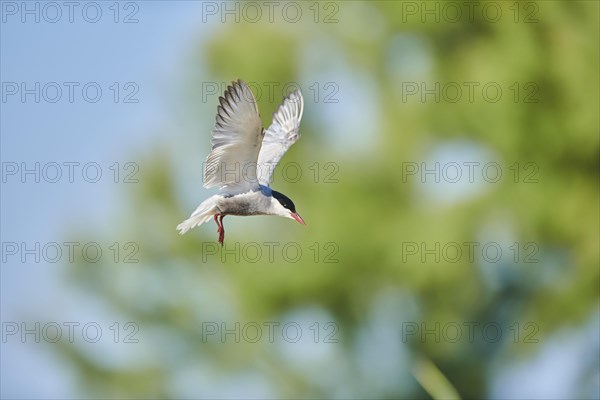 Whiskered tern