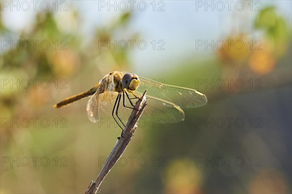 Red-veined darter