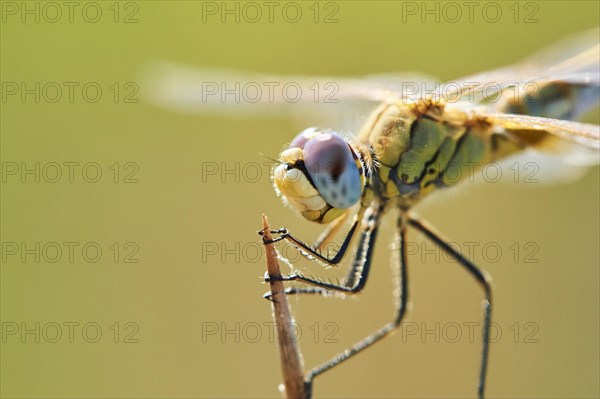 Red-veined darter