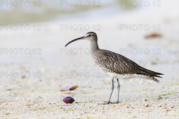 Whimbrel