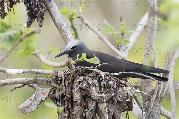 Brown noddy