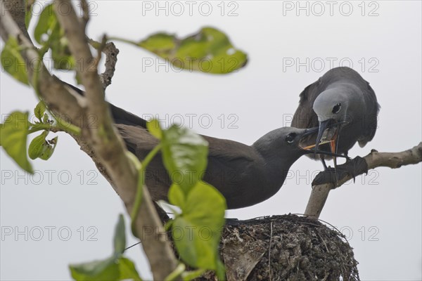 Brown noddy