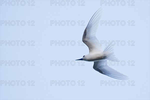 White tern