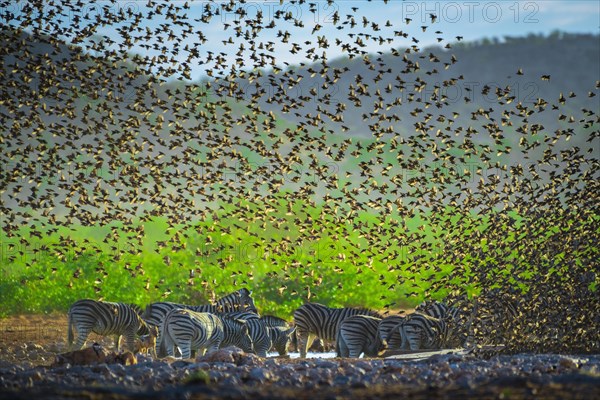 A mega flock of red-billed quelea