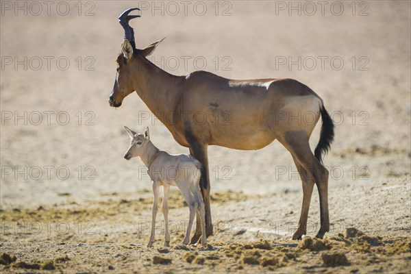 Red hartebeest