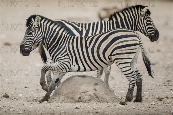 A plains zebra