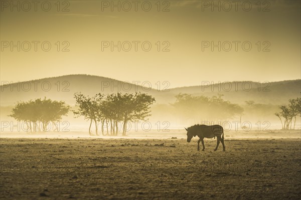 Hartmann's mountain zebra