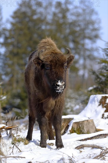 European bison