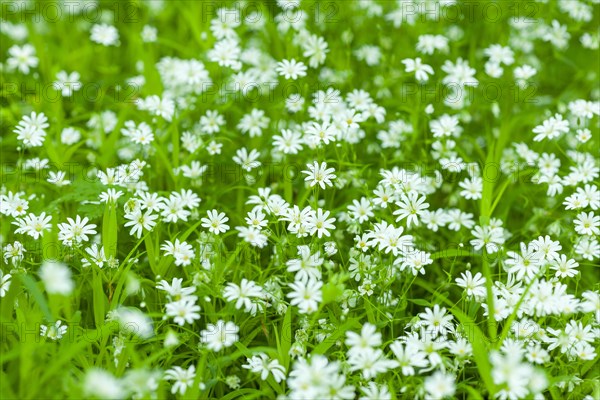 Greater stitchwort