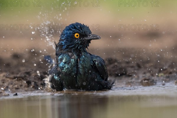 Cape starling