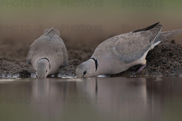 Ring-necked doves